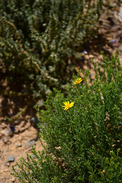 Chrysactinia mexicana