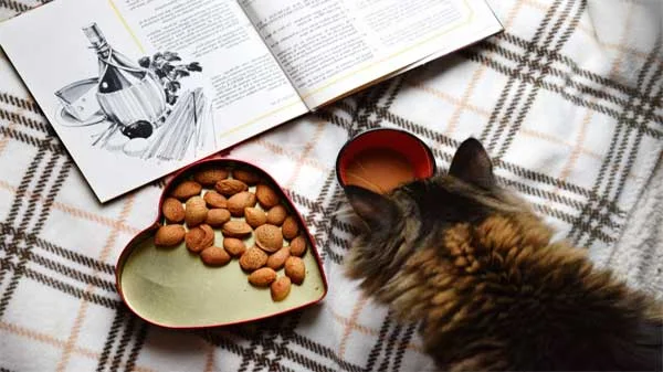 healthy eating for cats
