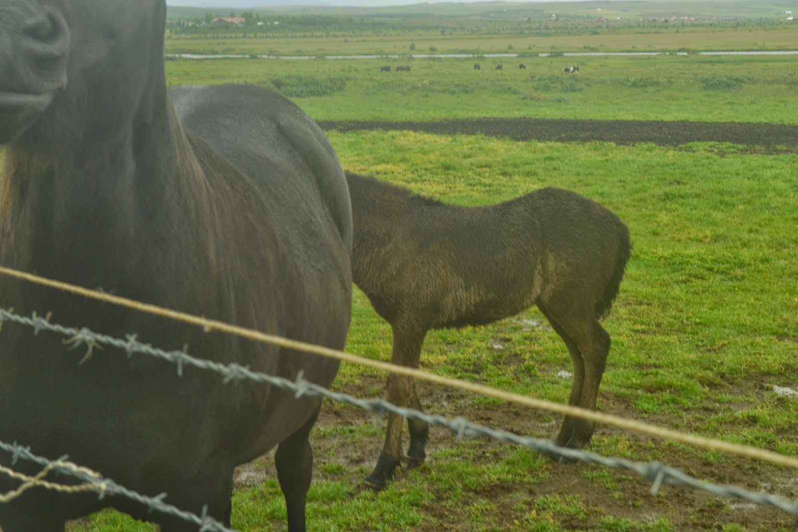 Do Horses Neigh When They Run? Why do trainers sometimes lower the