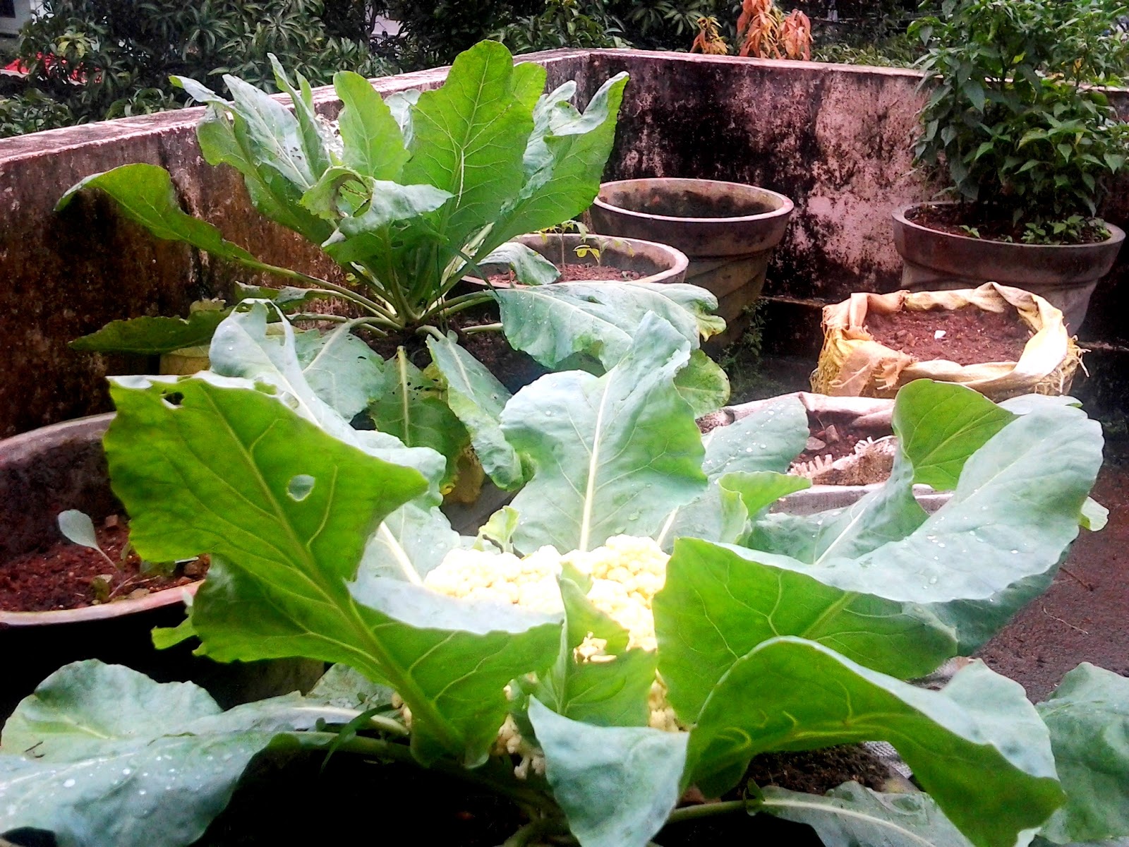 Blooming Garden Growing Cauliflower, Planting Cauliflower, How to Grow