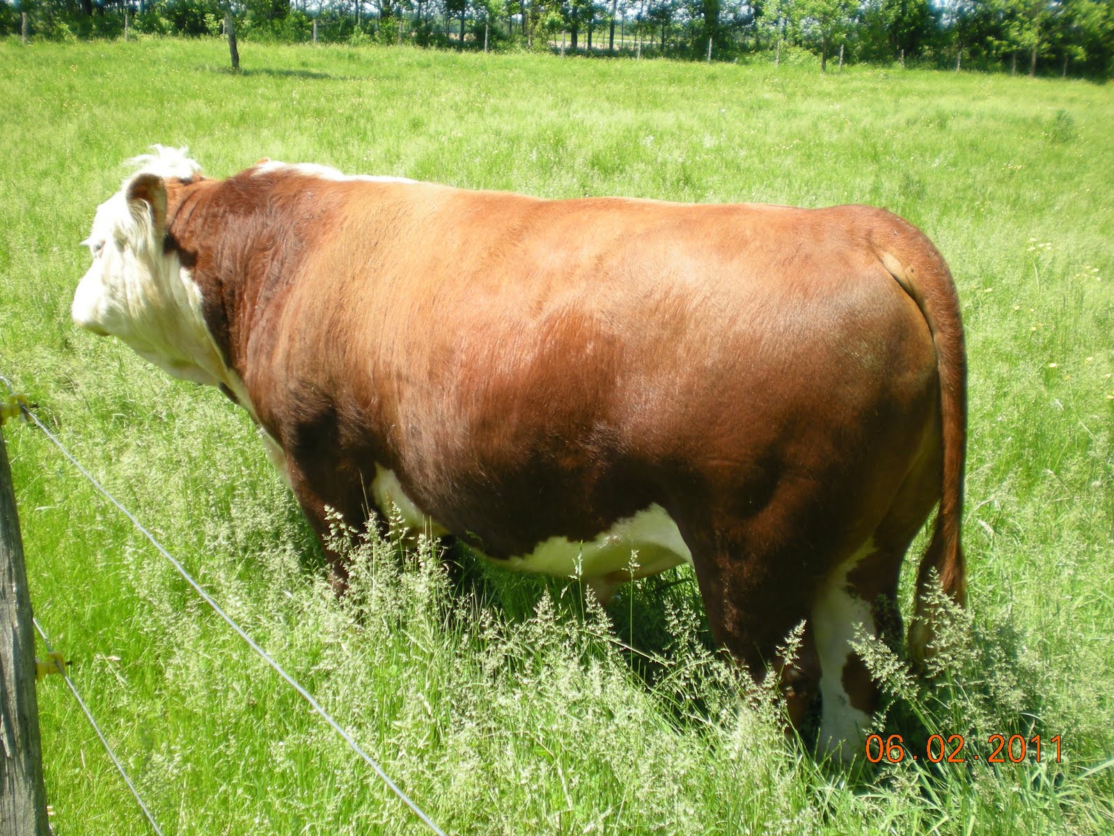 Middleground Miniature Herefords Miniature Hereford bull, Hawkeye