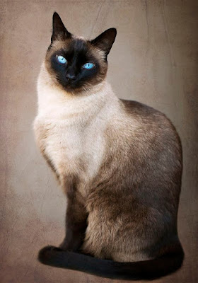 Traditional Siamese Cat
