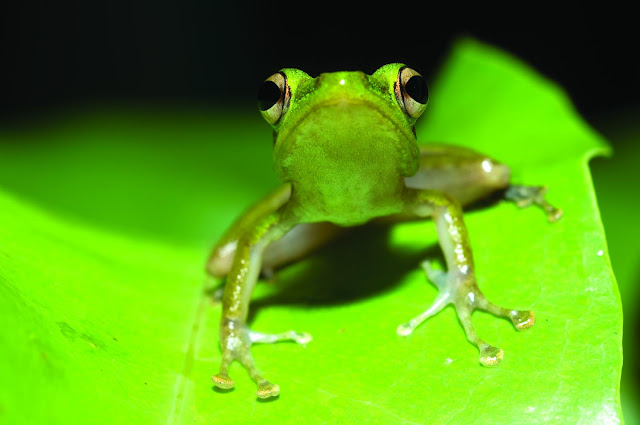 New study contradicts assumption that true frogs diversified as they expanded their range around globe