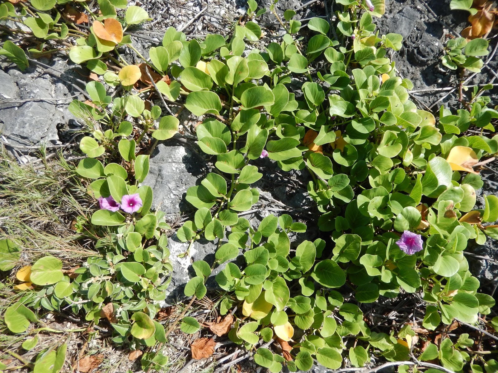 Kenyan Arts Review Clearing The Bush Reveals Nature S True Beauty