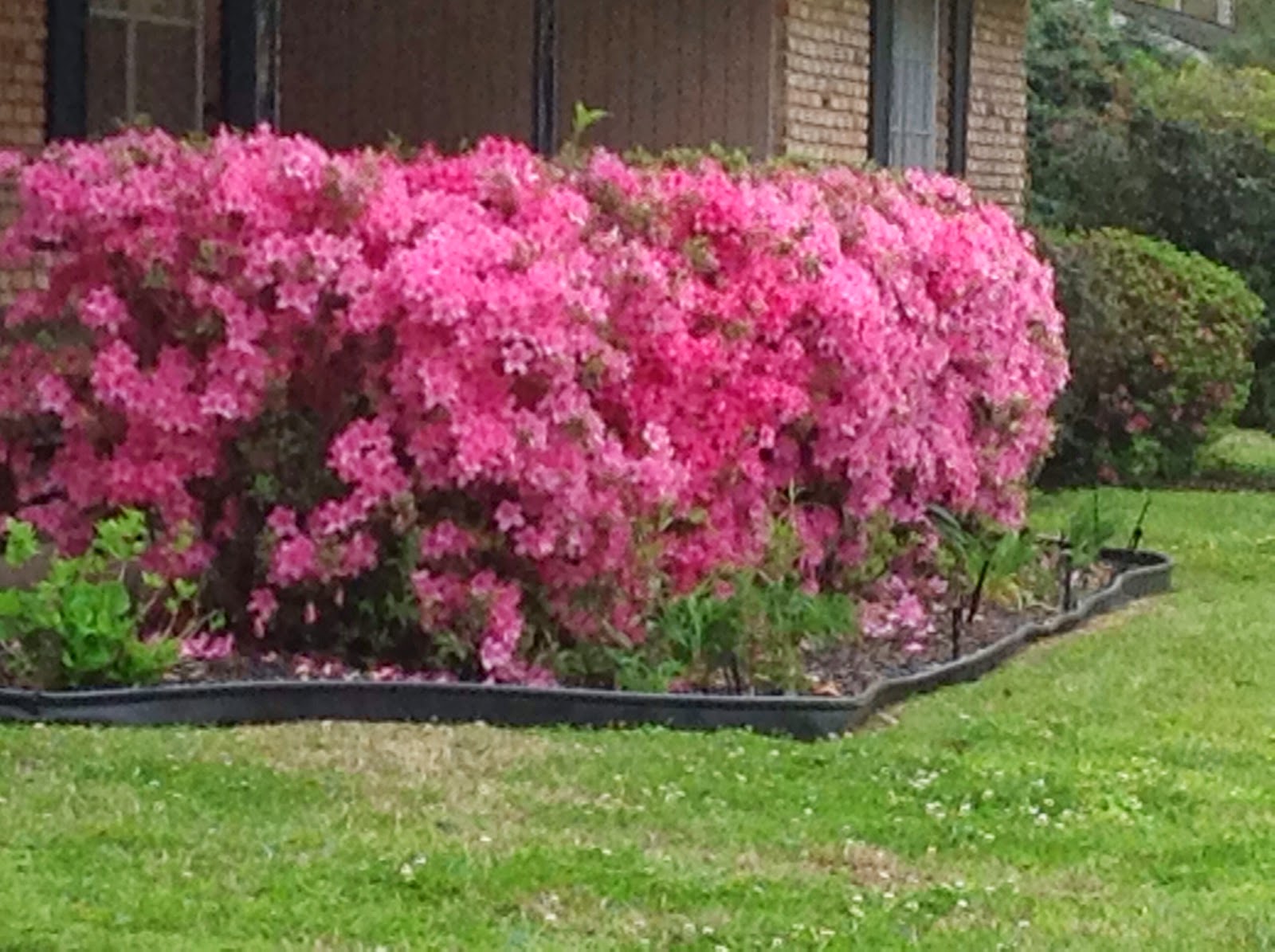 26 Pink Azalea Bushes Animal Crossing By example doodle