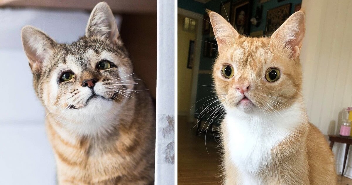 26 Beautifully Different Pets Whose 'Flaws' Stole Our Hearts