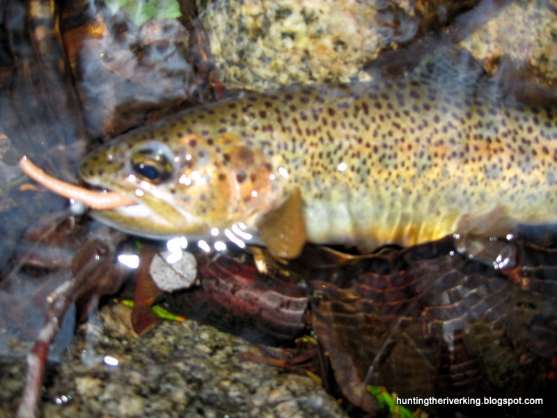 San Bernardino National Forest Rainbow Trout Creek Fishing Hunting