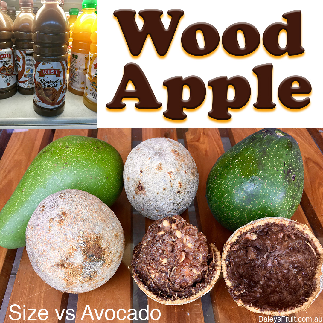 Daleys Fruit Tree Blog Wood Apple Fruit Trees