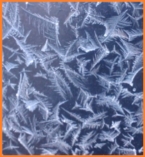 a closeup of several long lines of feathered ice crystals