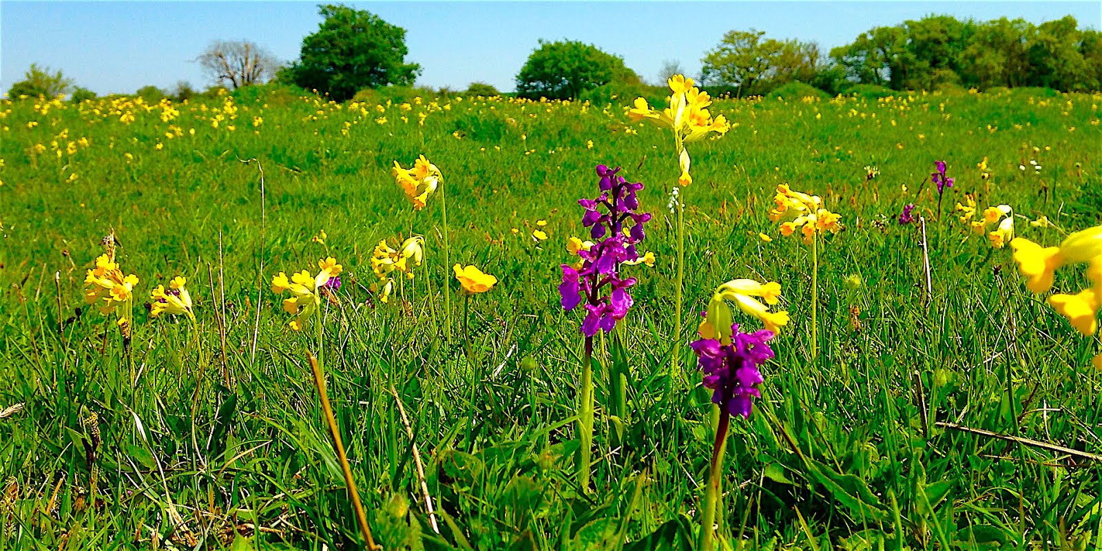 Upwood Meadows Upwood Meadows