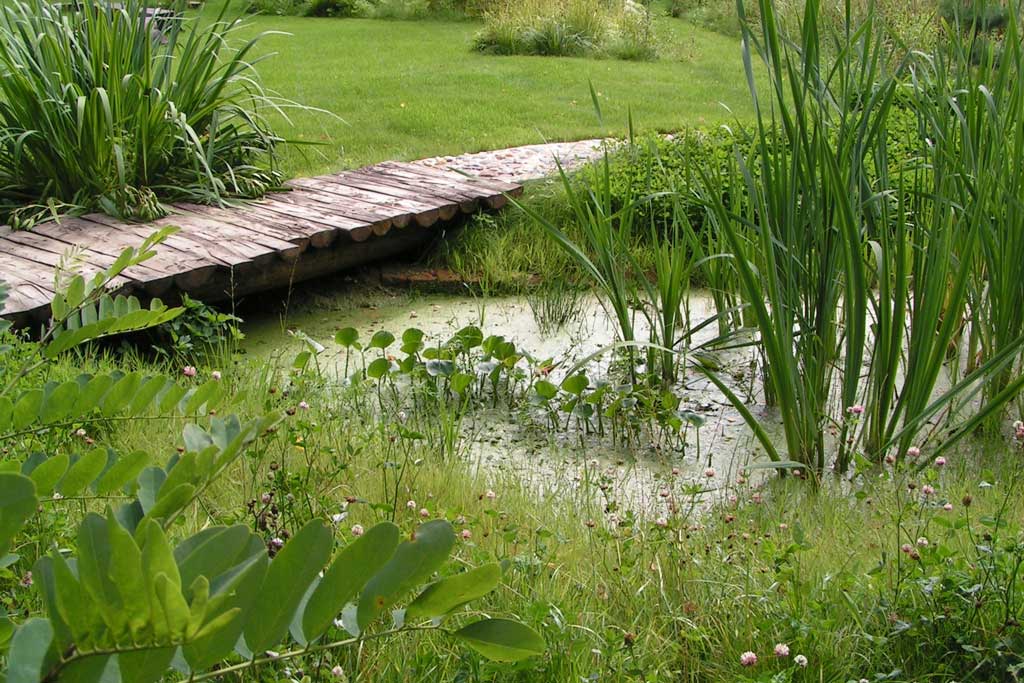Растительный источник воды. Озеленение береговой линии небольших водоёмов Ива. Водоем в саду в природном стиле. Декоративное болото на участке. Болотный ландшафт.