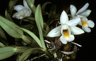 Dendrobium%2Bchristyanum%2BRchb.f.