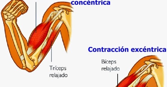 contraccion isotonica concentrica
