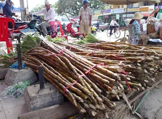 Stalks of sweet sugarcane