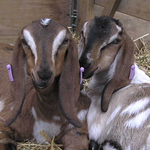 Hazel Fisher Creations Rabbits, Goats and more!