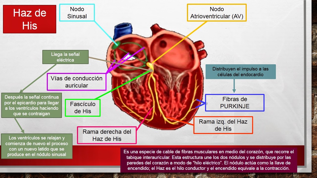 Fisiología Medica Sistema De Conducción Del Corazón Los Latidos Del Corazón Deben Su Actividad