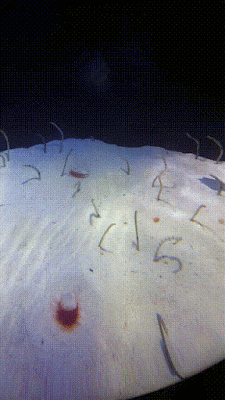 Garden eel Garden eel