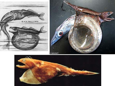 Fish Index Black Swallower Chiasmodon niger 