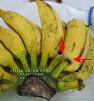 Como eliminar a mosca de frutas. separe as bananas verdes uma-a-uma.