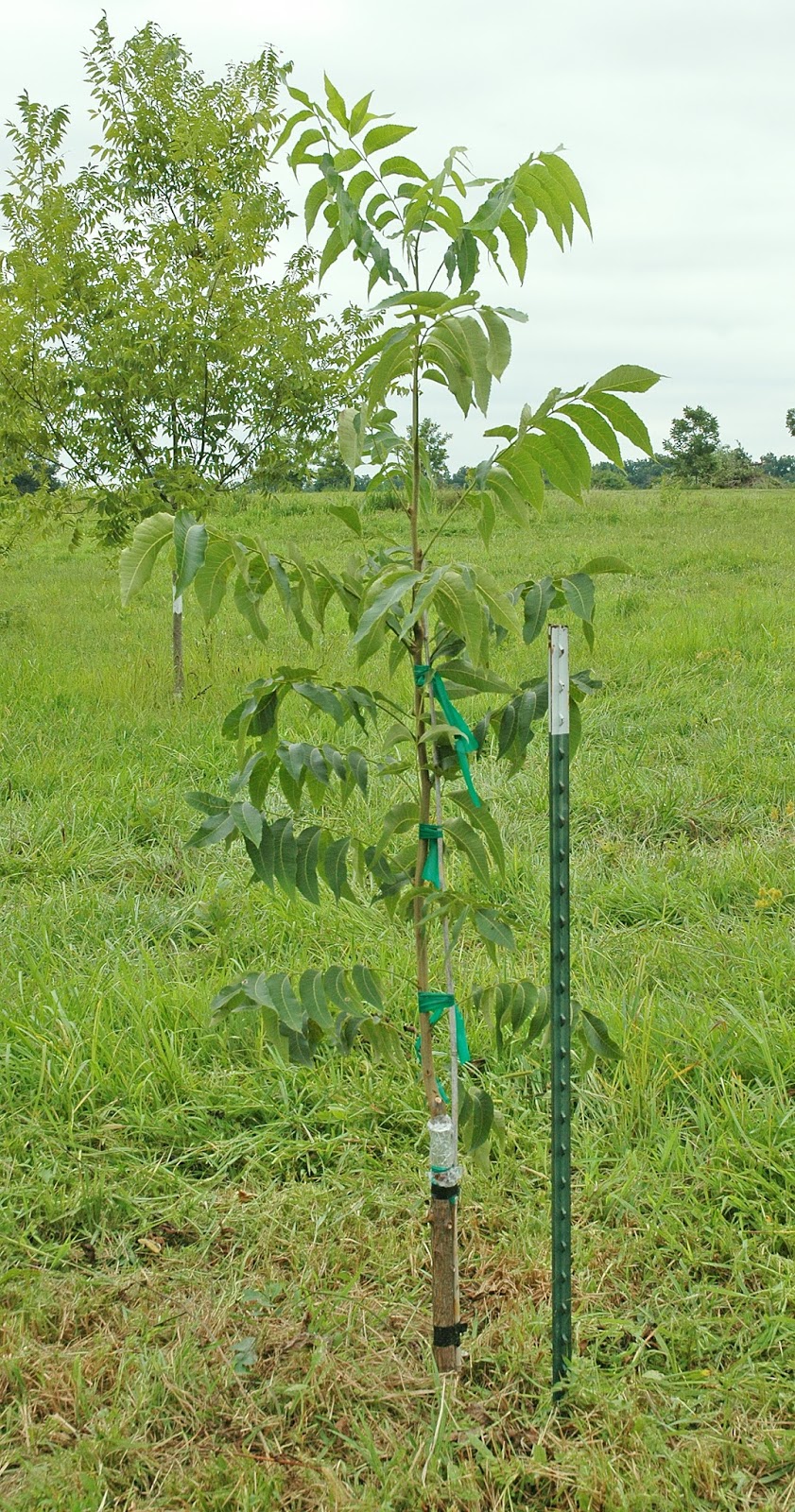 Northern Pecans Marking successful grafts