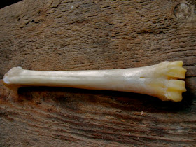 Cannon Bone for Rattle