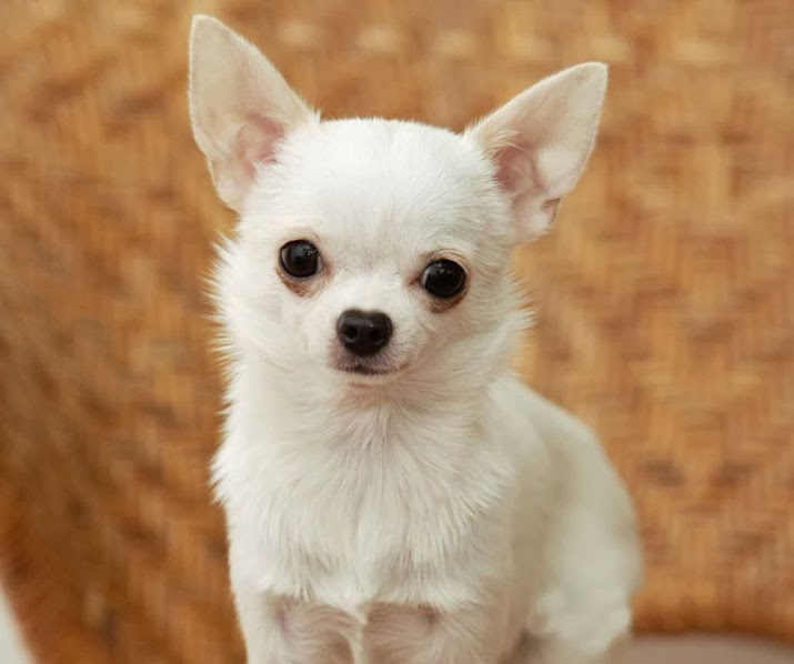 apple head chihuahua | different breeds of dogs| cute dogs pictures