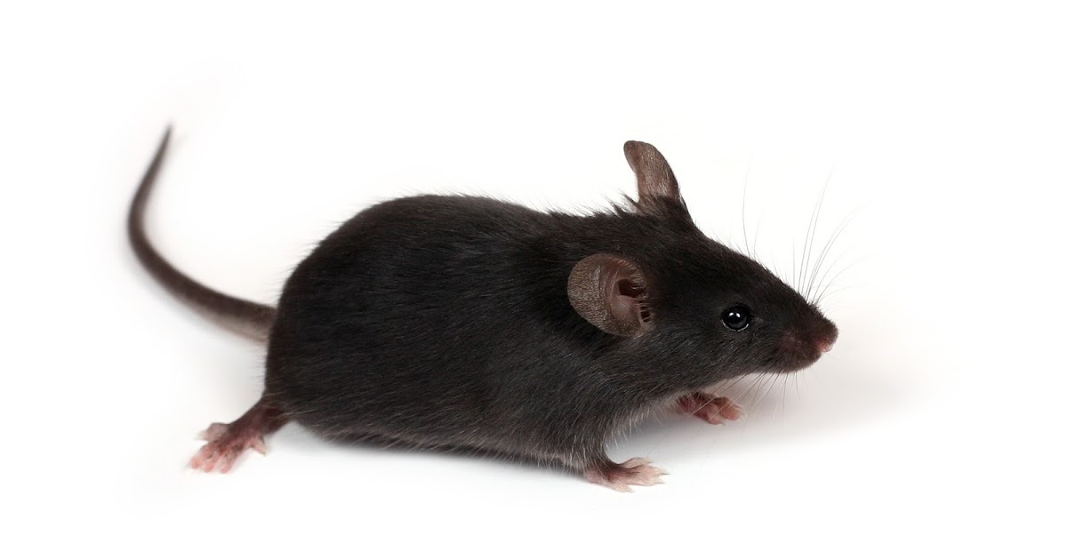 Мыши ласта. Мышка черная лабораторная. Лабораторные мыши Блэк 6. Блэк Маус.