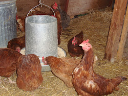 Skyline Hill Poultry