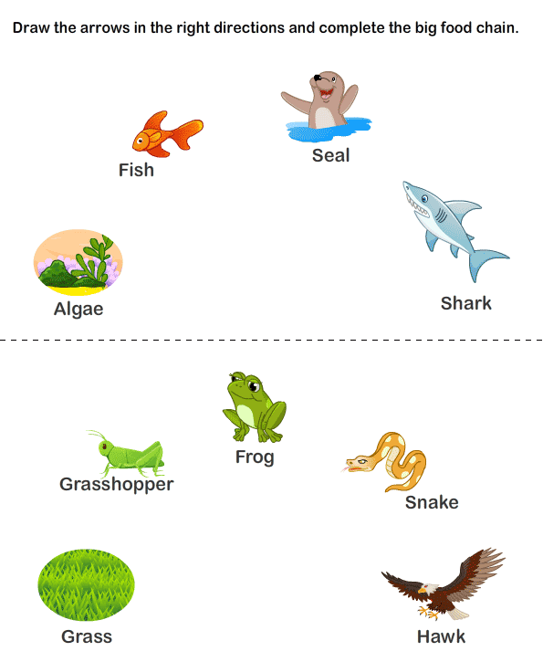 kids-page-animal-food-chain-life-cycle-printable-biology-worksheet
