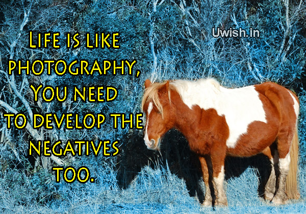 Motivational & Inspirational quotes with horses e greeting cards and wishes