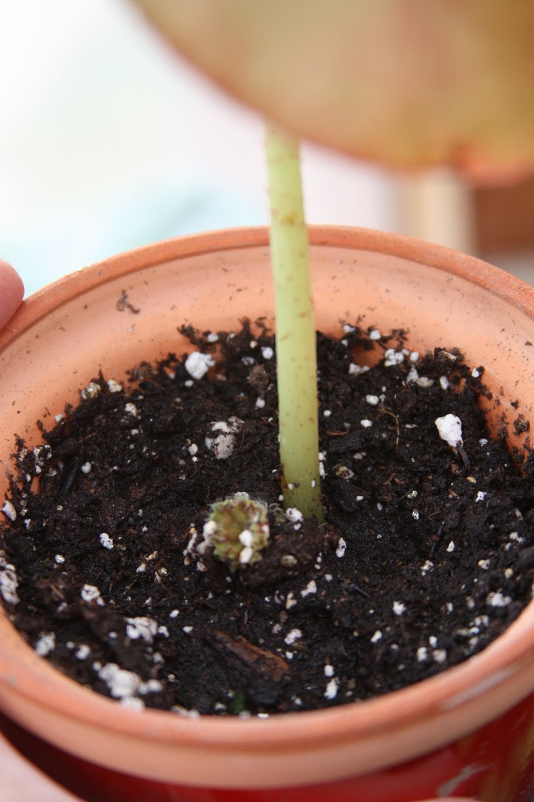 Beefsteak Begonia Propagate Stem Cuttings
