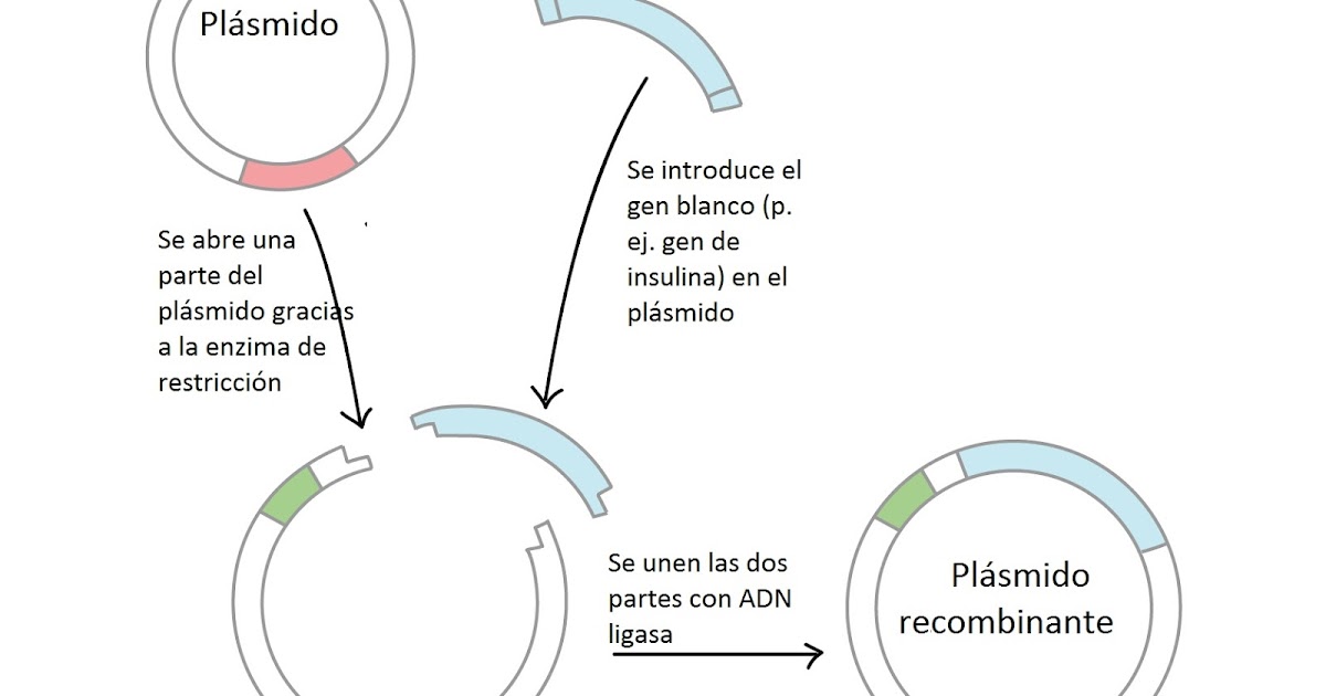 CLONACIÓN