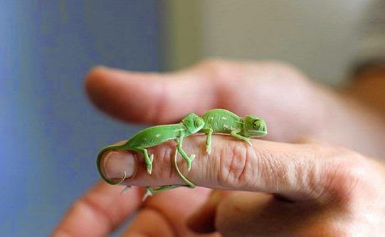 أصغر حرباء في العالم طولها 5 سم