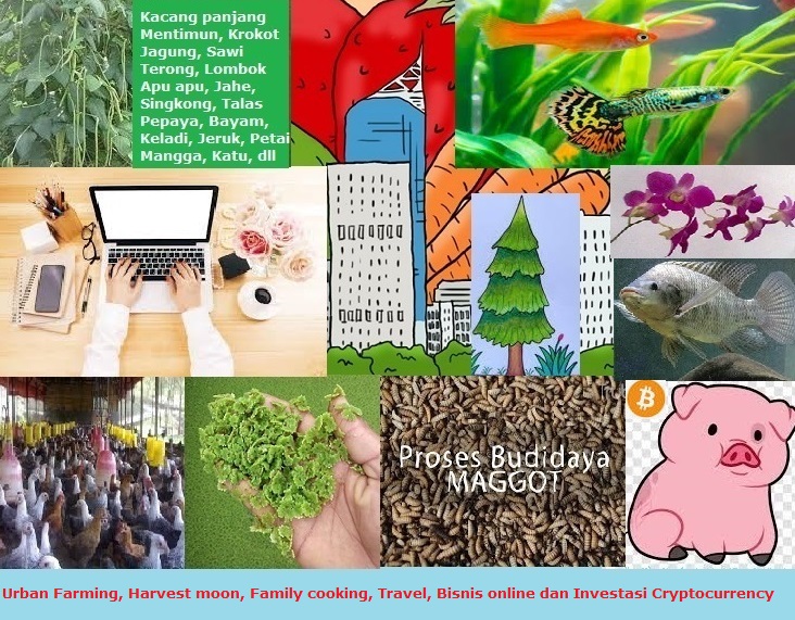 Diary urban farming, family cooking, bisnis online, travel ...