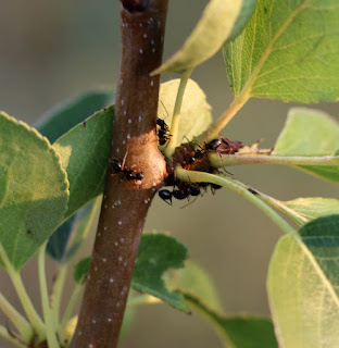 Ants on one of the trees Ants on one of the trees