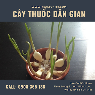 củ tỏi giúp đề kháng cơ thể