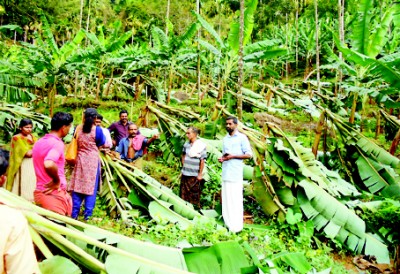 ചുഴലിക്കാറ്റിൽ വ്യാപക കൃഷിനാശം