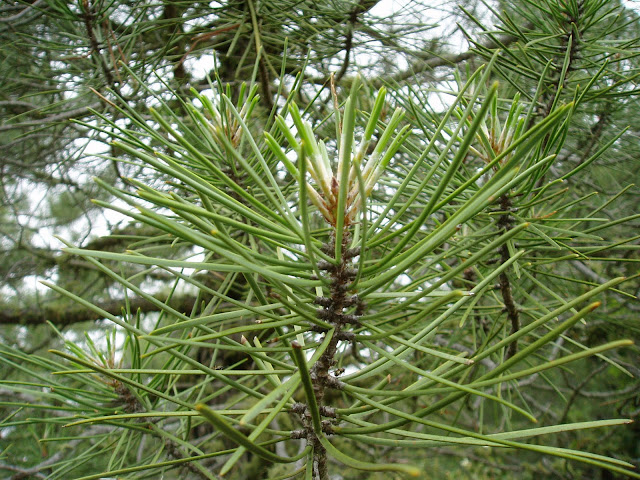 PINO RESINERO: Pinus pinaster