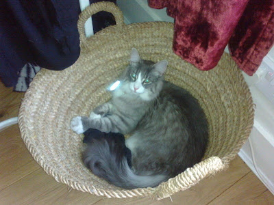 Blue Cat in a basket