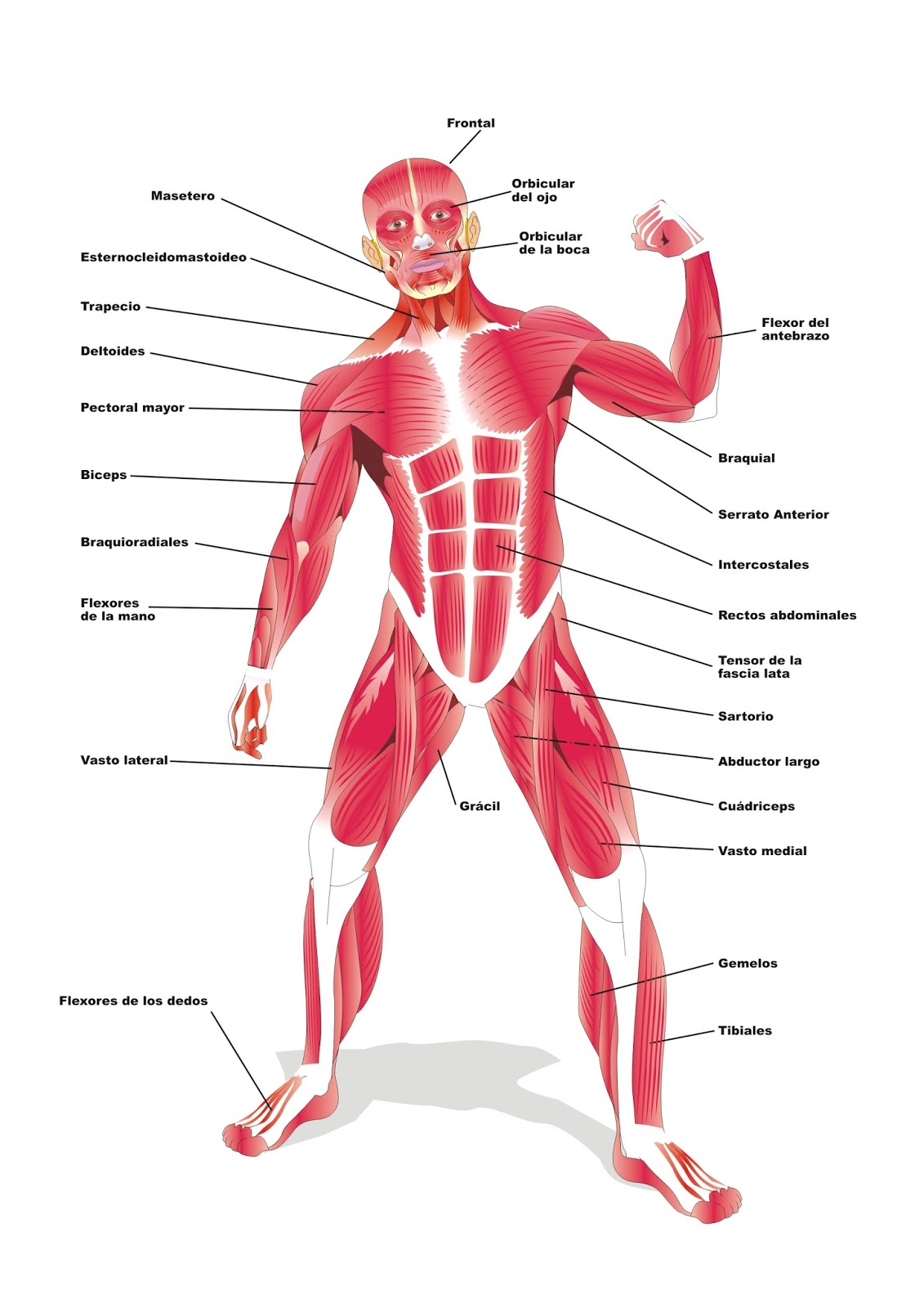 Musculos del cuerpo humano educacion fisica