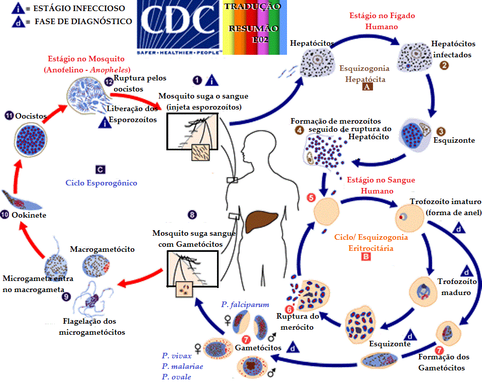 Malaria Life Cycle Animation