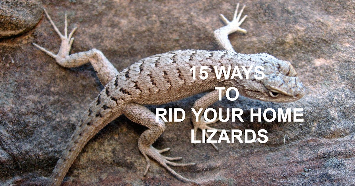 The Nifty Thrifty Family: 15 WAYS TO RID YOUR HOME OF LIZARDS