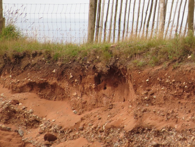 Bee-eater nest - Cumbria