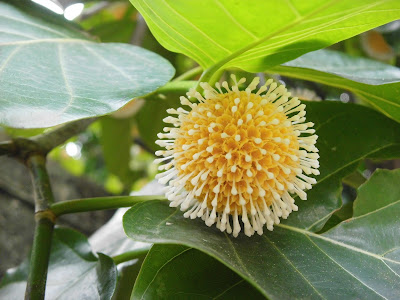  Gempol ( Nauclea orientalis )