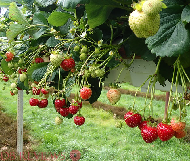 Pick Your Own Fruits and Vegetables at Parkside Farm
