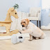 A Robotic Companion for Your Pet: VARRAM Introduces an Artificial Intelligence-Powered Pet Fitness Robot