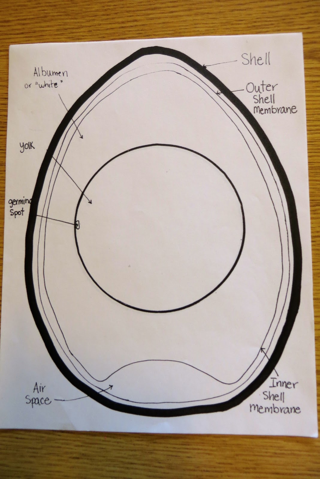 Ms. Sara's Preschool Blog Eggs Dissecting hard boiled & raw eggs