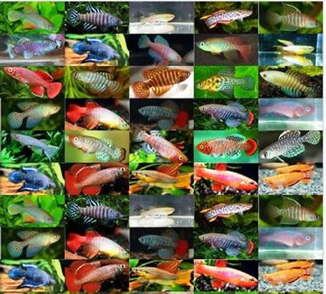 aquabay2u Magic killifish eggs