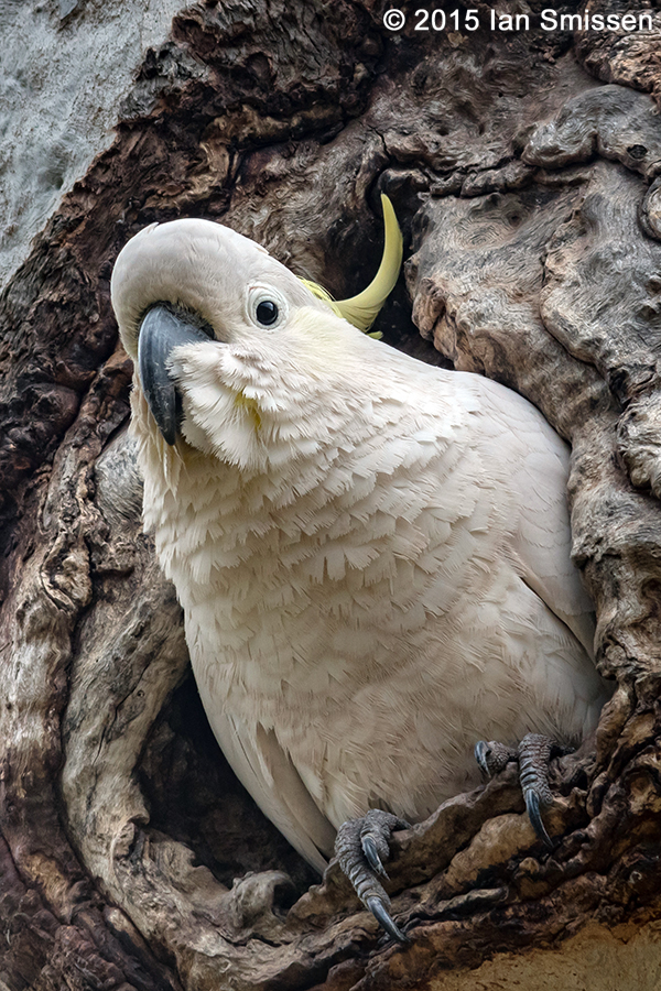 A passion for birds... Balyang Sanctuary and the Barwon River