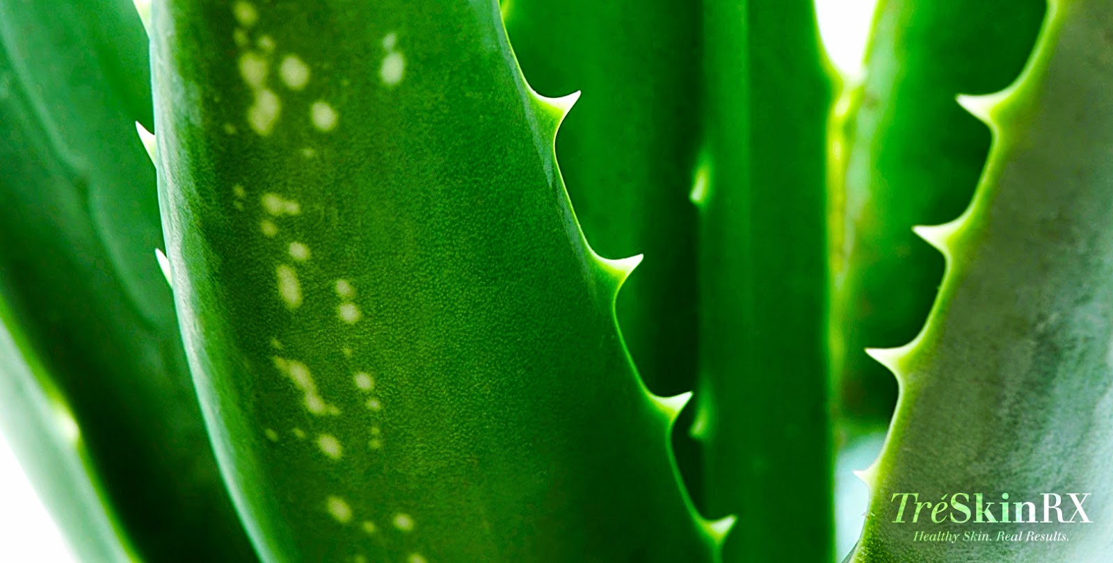 Clinical Essential Oils The Quality of Aloe Vera in Your Skin Care
